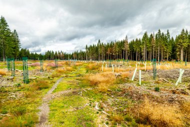 Thuringian Ormanı 'nın yüksek patikasında yaz yürüyüşü - Thüringen - Almanya