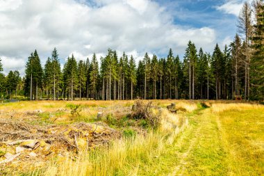 Thuringian Ormanı 'nın yüksek patikasında yaz yürüyüşü - Thüringen - Almanya