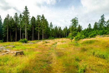 Thuringian Ormanı 'nın yüksek patikasında yaz yürüyüşü - Thüringen - Almanya