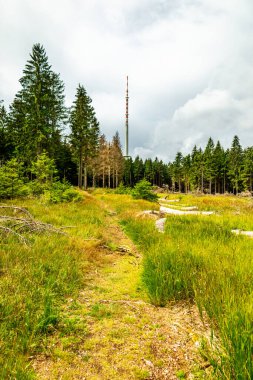 Thuringian Ormanı 'nın yüksek patikasında yaz yürüyüşü - Thüringen - Almanya