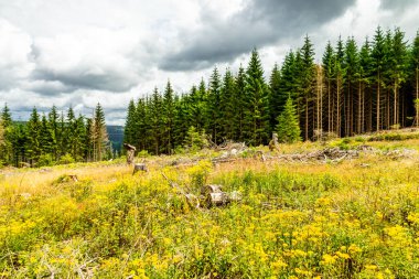 Thuringian Ormanı 'nın yüksek patikasında yaz yürüyüşü - Thüringen - Almanya