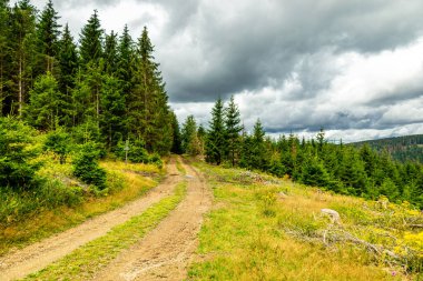 Thuringian Ormanı 'nın yüksek patikasında yaz yürüyüşü - Thüringen - Almanya