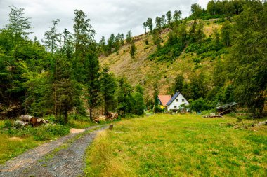 Thuringian Ormanı 'nın yüksek patikasında yaz yürüyüşü - Thüringen - Almanya