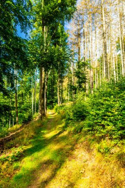 Ruhla - Thüringen - Almanya yakınlarındaki Thuringian Ormanı 'nda yaz yürüyüşü