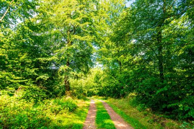 Ruhla - Thüringen - Almanya yakınlarındaki Thuringian Ormanı 'nda yaz yürüyüşü