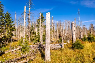 Torfhaus yakınlarındaki Oderteich göleti yakınlarındaki Harz Milli Parkı 'nda yaz sonu yürüyüşü - Almanya