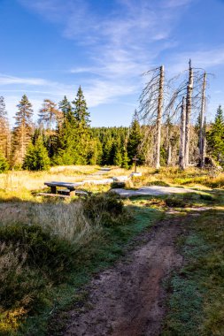 Torfhaus yakınlarındaki Oderteich göleti yakınlarındaki Harz Milli Parkı 'nda yaz sonu yürüyüşü - Almanya