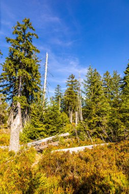 Torfhaus yakınlarındaki Oderteich göleti yakınlarındaki Harz Milli Parkı 'nda yaz sonu yürüyüşü - Almanya