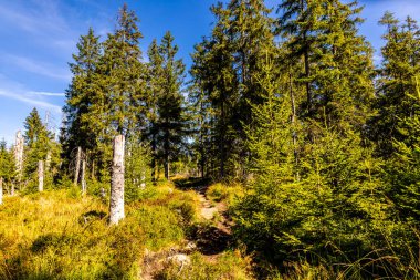 Torfhaus yakınlarındaki Oderteich göleti yakınlarındaki Harz Milli Parkı 'nda yaz sonu yürüyüşü - Almanya
