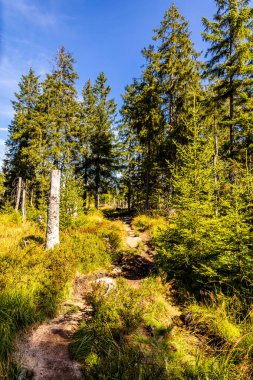 Torfhaus yakınlarındaki Oderteich göleti yakınlarındaki Harz Milli Parkı 'nda yaz sonu yürüyüşü - Almanya