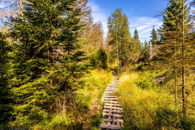 Torfhaus yakınlarındaki Oderteich göleti yakınlarındaki Harz Milli Parkı 'nda yaz sonu yürüyüşü - Almanya