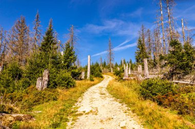 Torfhaus yakınlarındaki Oderteich göleti yakınlarındaki Harz Milli Parkı 'nda yaz sonu yürüyüşü - Almanya
