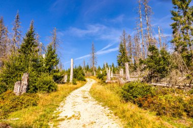 Torfhaus yakınlarındaki Oderteich göleti yakınlarındaki Harz Milli Parkı 'nda yaz sonu yürüyüşü - Almanya