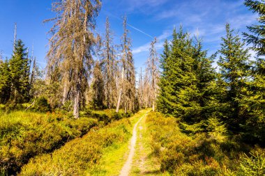 Torfhaus yakınlarındaki Oderteich göleti yakınlarındaki Harz Milli Parkı 'nda yaz sonu yürüyüşü - Almanya