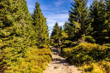 Torfhaus yakınlarındaki Oderteich göleti yakınlarındaki Harz Milli Parkı 'nda yaz sonu yürüyüşü - Almanya