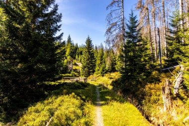 Torfhaus yakınlarındaki Oderteich göleti yakınlarındaki Harz Milli Parkı 'nda yaz sonu yürüyüşü - Almanya