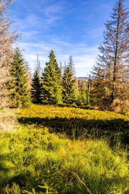 Torfhaus yakınlarındaki Oderteich göleti yakınlarındaki Harz Milli Parkı 'nda yaz sonu yürüyüşü - Almanya