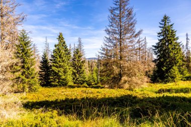 Torfhaus yakınlarındaki Oderteich göleti yakınlarındaki Harz Milli Parkı 'nda yaz sonu yürüyüşü - Almanya