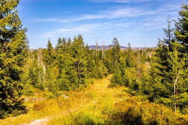 Torfhaus yakınlarındaki Oderteich göleti yakınlarındaki Harz Milli Parkı 'nda yaz sonu yürüyüşü - Almanya