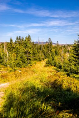 Torfhaus yakınlarındaki Oderteich göleti yakınlarındaki Harz Milli Parkı 'nda yaz sonu yürüyüşü - Almanya