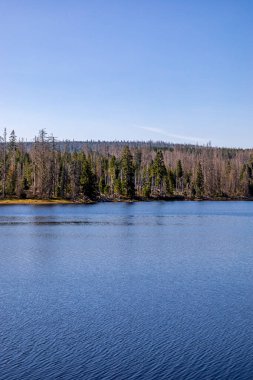 Torfhaus yakınlarındaki Oderteich göleti yakınlarındaki Harz Milli Parkı 'nda yaz sonu yürüyüşü - Almanya