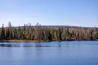 Torfhaus yakınlarındaki Oderteich göleti yakınlarındaki Harz Milli Parkı 'nda yaz sonu yürüyüşü - Almanya
