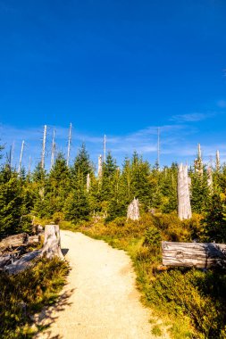 Torfhaus yakınlarındaki Oderteich göleti yakınlarındaki Harz Milli Parkı 'nda yaz sonu yürüyüşü - Almanya