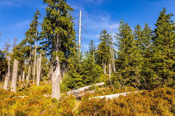 Torfhaus yakınlarındaki Oderteich göleti yakınlarındaki Harz Milli Parkı 'nda yaz sonu yürüyüşü - Almanya