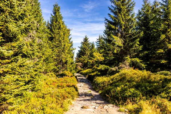 Αργά Καλοκαίρι Πεζοπορία Μέσα Από Εθνικό Πάρκο Harz Γύρω Από — Φωτογραφία Αρχείου