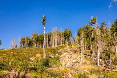 Schierke - Saksonya-Anhalt - Almanya çevresindeki Harz Milli Parkı 'nda yaz sonu yürüyüşü