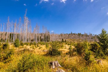 Schierke - Saksonya-Anhalt - Almanya çevresindeki Harz Milli Parkı 'nda yaz sonu yürüyüşü