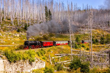 Schierke - Saksonya-Anhalt - Almanya çevresindeki Harz Milli Parkı 'nda yaz sonu yürüyüşü