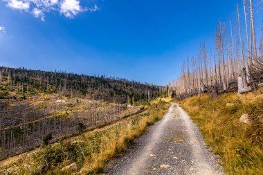 Schierke - Saksonya-Anhalt - Almanya çevresindeki Harz Milli Parkı 'nda yaz sonu yürüyüşü