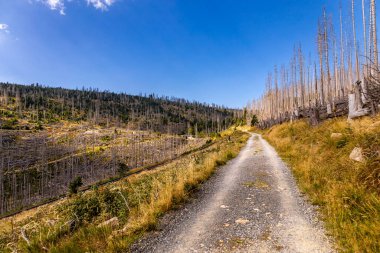 Schierke - Saksonya-Anhalt - Almanya çevresindeki Harz Milli Parkı 'nda yaz sonu yürüyüşü