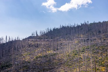 Schierke - Saksonya-Anhalt - Almanya çevresindeki Harz Milli Parkı 'nda yaz sonu yürüyüşü
