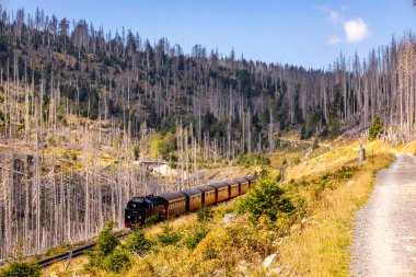 Schierke - Saksonya-Anhalt - Almanya çevresindeki Harz Milli Parkı 'nda yaz sonu yürüyüşü