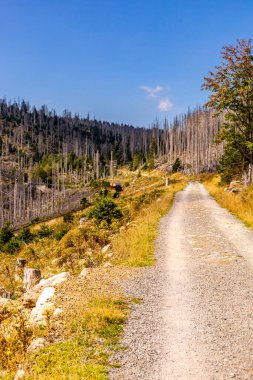 Schierke - Saksonya-Anhalt - Almanya çevresindeki Harz Milli Parkı 'nda yaz sonu yürüyüşü