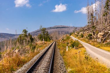 Schierke - Saksonya-Anhalt - Almanya çevresindeki Harz Milli Parkı 'nda yaz sonu yürüyüşü