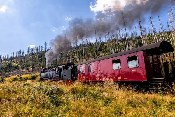 Schierke - Saksonya-Anhalt - Almanya çevresindeki Harz Milli Parkı 'nda yaz sonu yürüyüşü