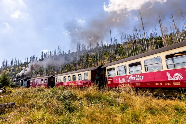 Schierke - Saksonya-Anhalt - Almanya çevresindeki Harz Milli Parkı 'nda yaz sonu yürüyüşü