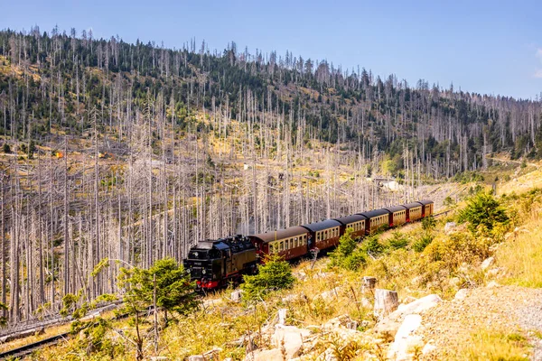 Schierke - Saksonya-Anhalt - Almanya çevresindeki Harz Milli Parkı 'nda yaz sonu yürüyüşü