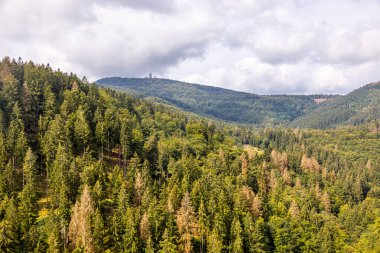 Bad Tabarz - Thüringen - Almanya yakınlarındaki Thuringian Ormanı 'nda yaz yürüyüşü