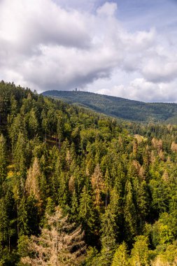 Bad Tabarz - Thüringen - Almanya yakınlarındaki Thuringian Ormanı 'nda yaz yürüyüşü