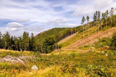 Bad Tabarz - Thüringen - Almanya yakınlarındaki Thuringian Ormanı 'nda yaz yürüyüşü