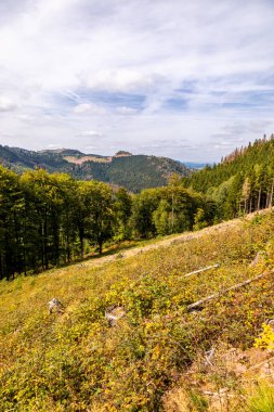 Bad Tabarz - Thüringen - Almanya yakınlarındaki Thuringian Ormanı 'nda yaz yürüyüşü