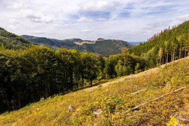 Bad Tabarz - Thüringen - Almanya yakınlarındaki Thuringian Ormanı 'nda yaz yürüyüşü