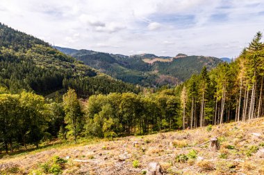 Bad Tabarz - Thüringen - Almanya yakınlarındaki Thuringian Ormanı 'nda yaz yürüyüşü