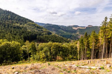 Bad Tabarz - Thüringen - Almanya yakınlarındaki Thuringian Ormanı 'nda yaz yürüyüşü