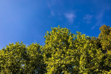 Bad Staffelstein - Bavyera - Almanya yakınlarındaki Yukarı Franconian kırsalında yaz yürüyüşü
