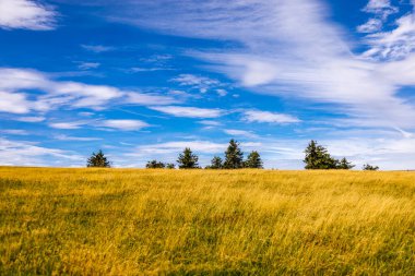 Feldberg 'deki Hochtaunus' ta güzel bir yürüyüş, güzel bir yaz günü, Hesse - Almanya